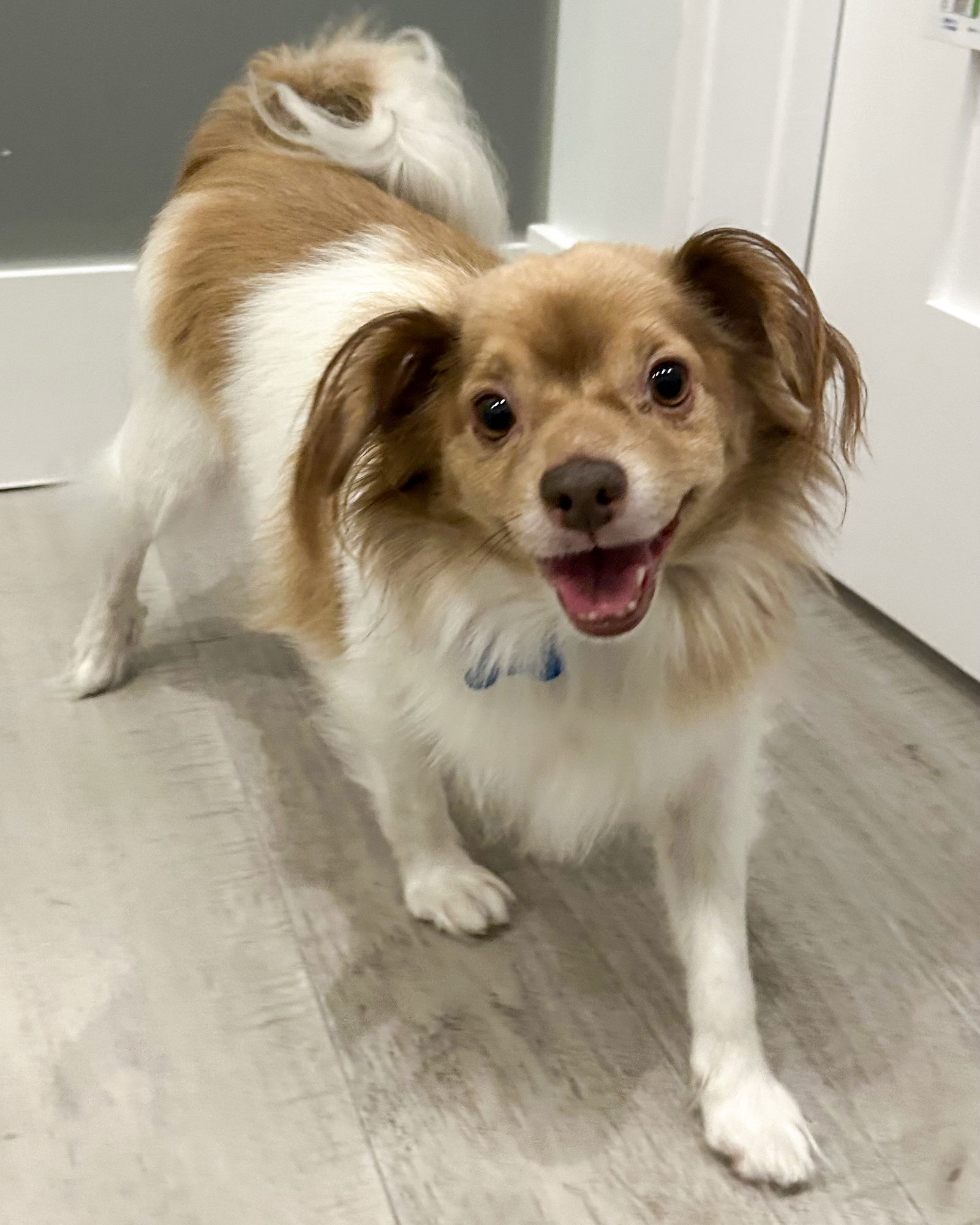 Cocoa Bean, an adoptable Papillon in Corona, CA, 92883 | Photo Image 1
