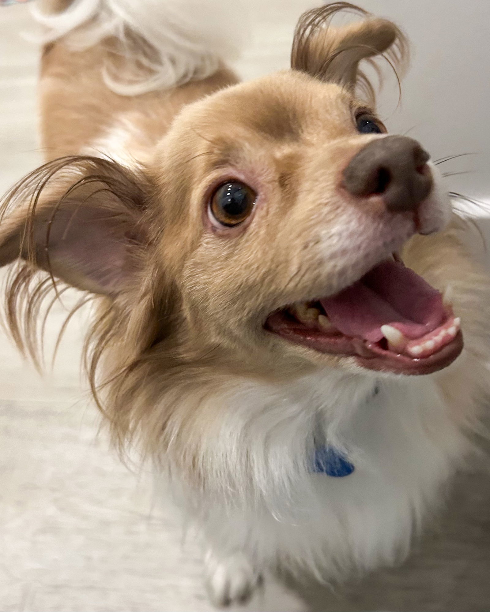Cocoa Bean, an adoptable Papillon in Corona, CA, 92883 | Photo Image 3