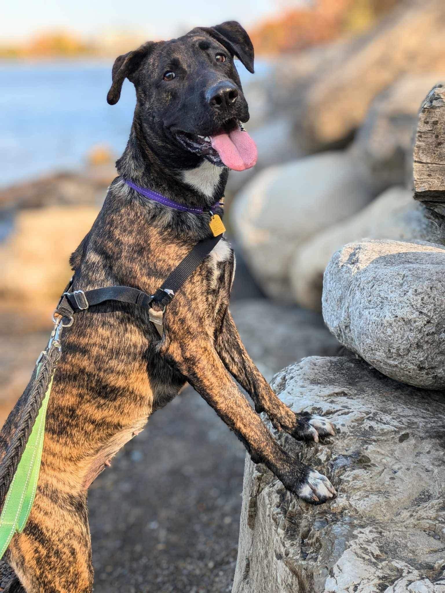 Zoe