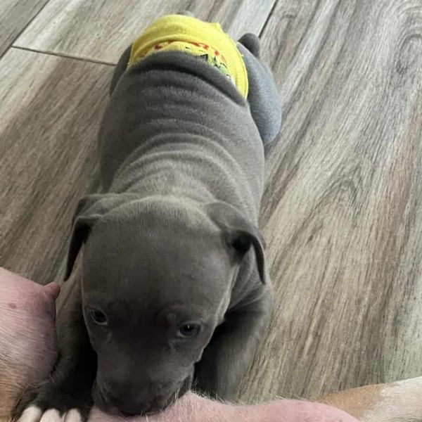 CoCo aka Gracie