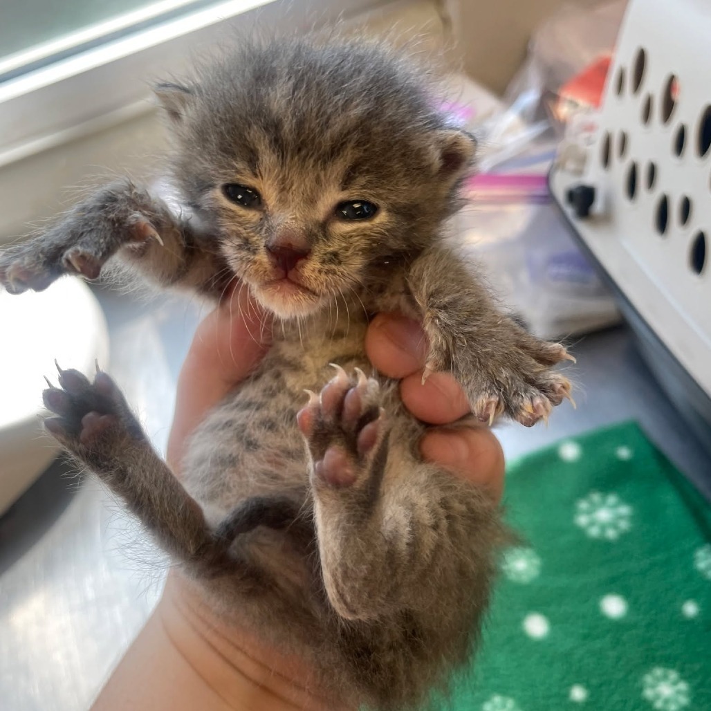TUSC-Stray-81924