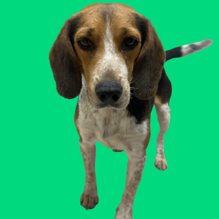 TUSC-Stray-81928