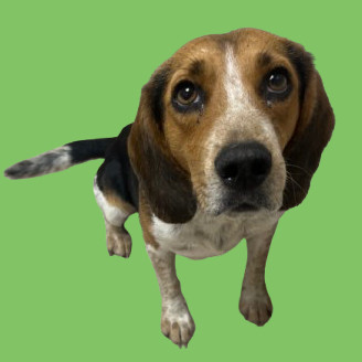 TUSC-Stray-81928