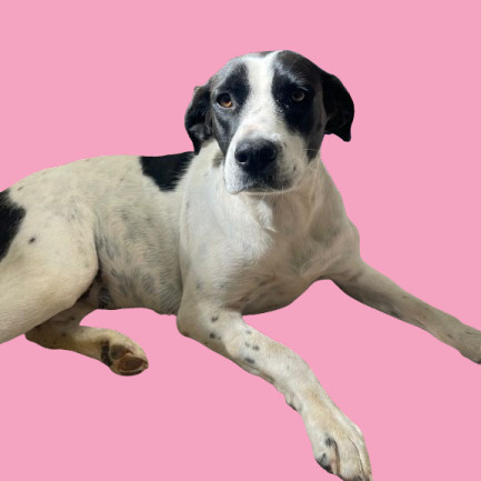 TUSC-Stray-81929