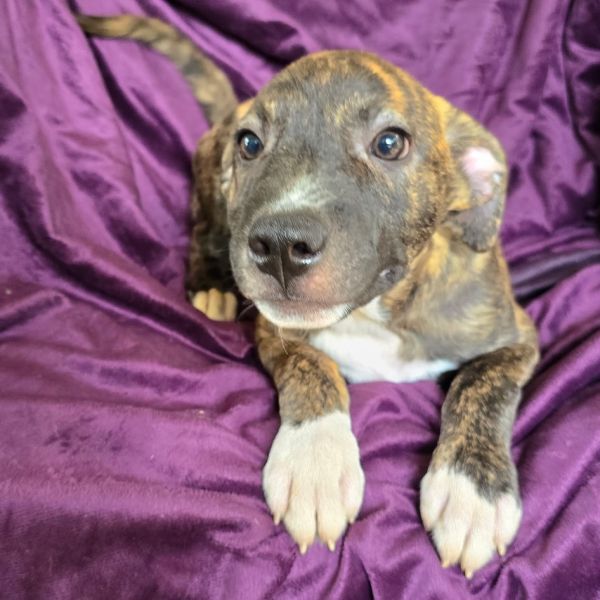 Brindle