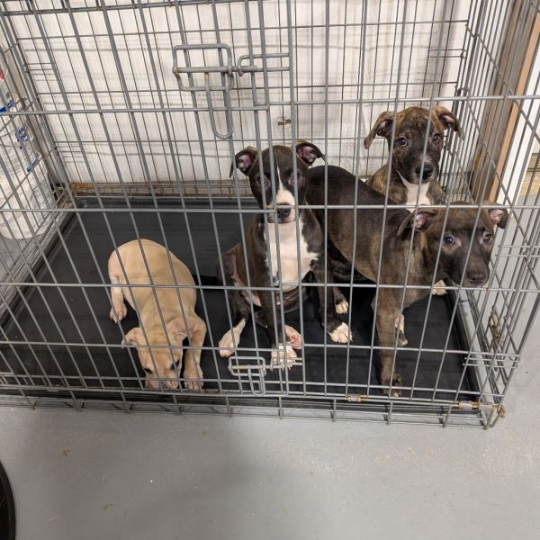 Brindle thumbnail 3