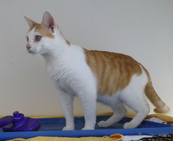 Henry  Willow Grove thumbnail 3