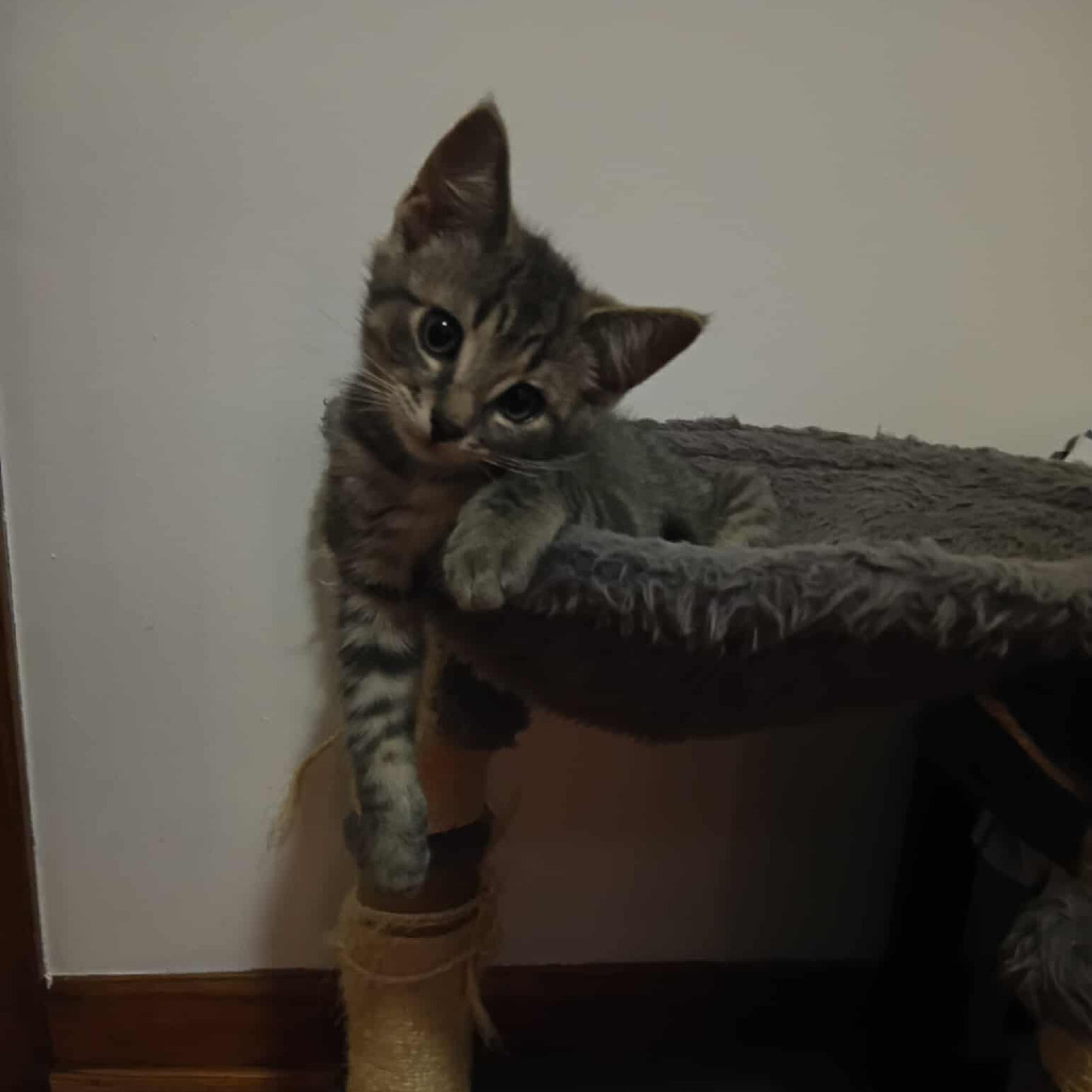 Sterling, an adoptable Domestic Short Hair in Grand Rapids, MN, 55744 | Photo Image 1