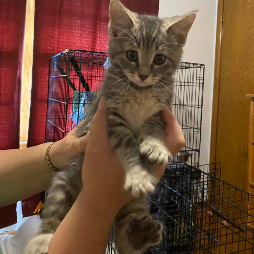 Sterling, an adoptable Domestic Short Hair in Grand Rapids, MN, 55744 | Photo Image 2