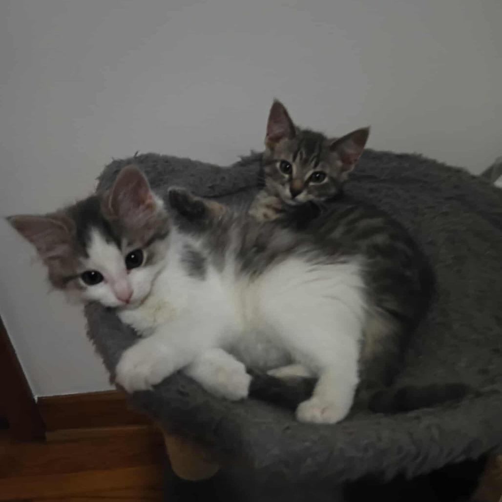 Sterling, an adoptable Domestic Short Hair in Grand Rapids, MN, 55744 | Photo Image 3