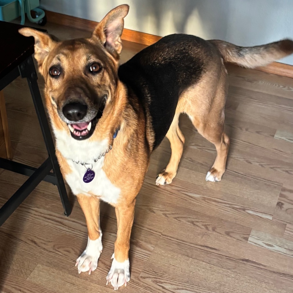 Elsa, an adoptable Mixed Breed in Bismarck, ND, 58507 | Photo Image 1