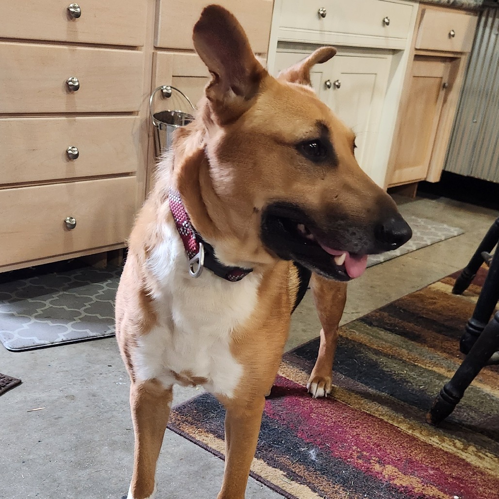 Elsa, an adoptable Mixed Breed in Bismarck, ND, 58507 | Photo Image 2