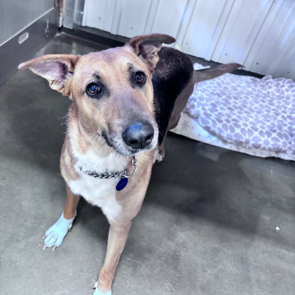 Elsa, an adoptable Mixed Breed in Bismarck, ND, 58507 | Photo Image 3