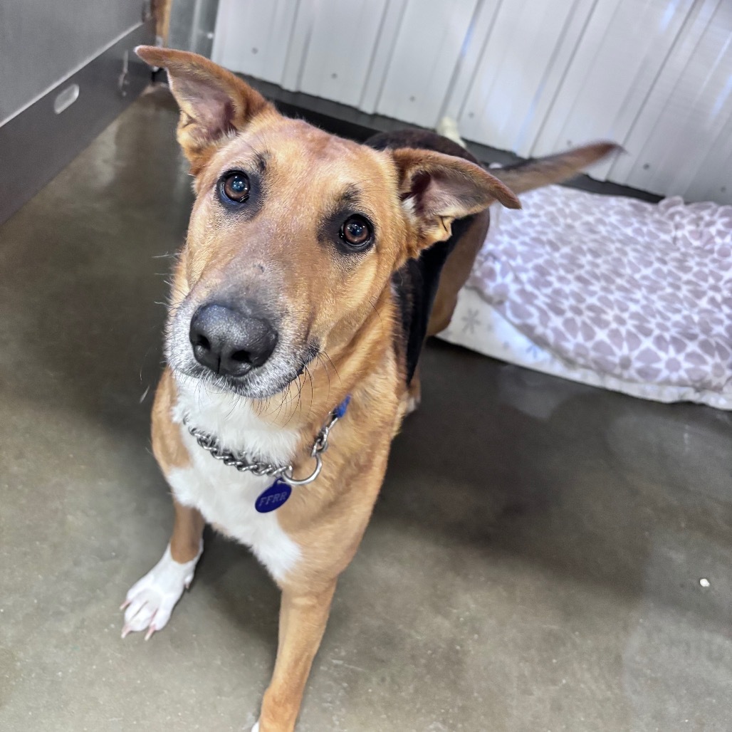 Elsa, an adoptable Mixed Breed in Bismarck, ND, 58507 | Photo Image 4