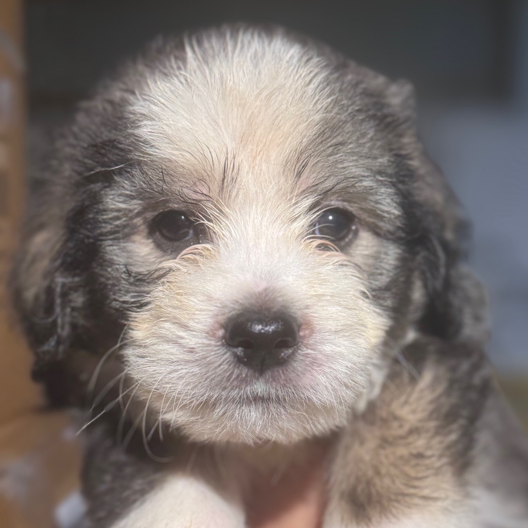 Baxter - red