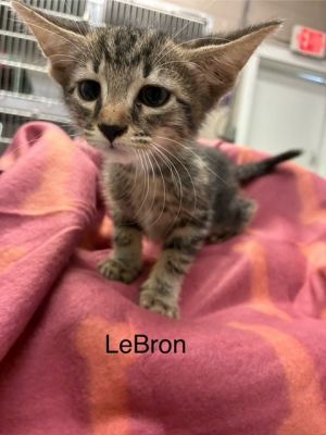 LeBron