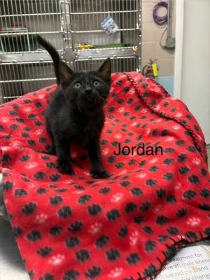 Jordin