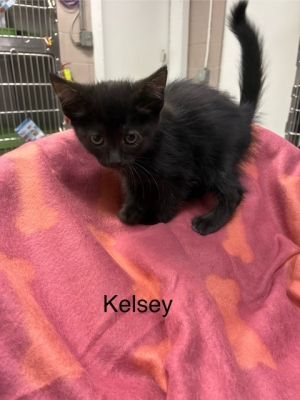 Kelsey
