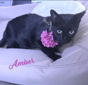 Amber #dumpster-diva 1