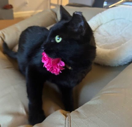 Amber #dumpster-diva 2