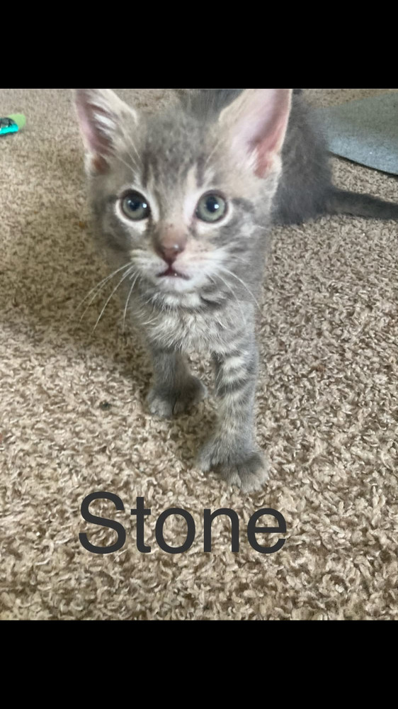 Stone