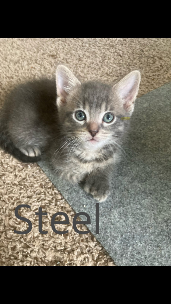 Steel