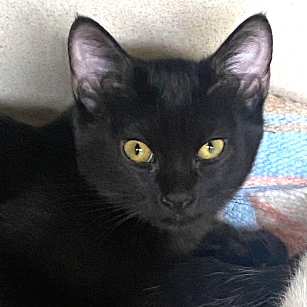 Timber (25-2N-2), an adoptable Domestic Short Hair in Rifle, CO, 81650 | Photo Image 1