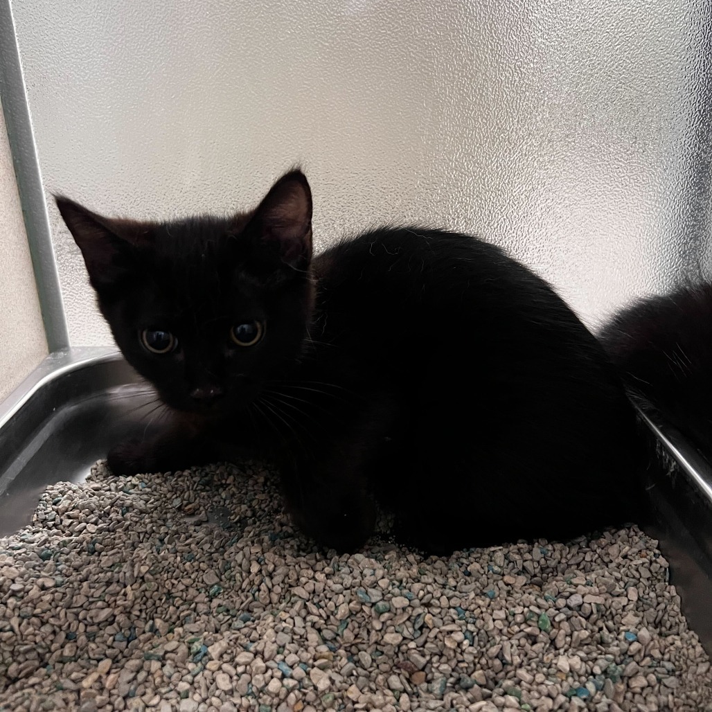 Timber (25-2N-2), an adoptable Domestic Short Hair in Rifle, CO, 81650 | Photo Image 2