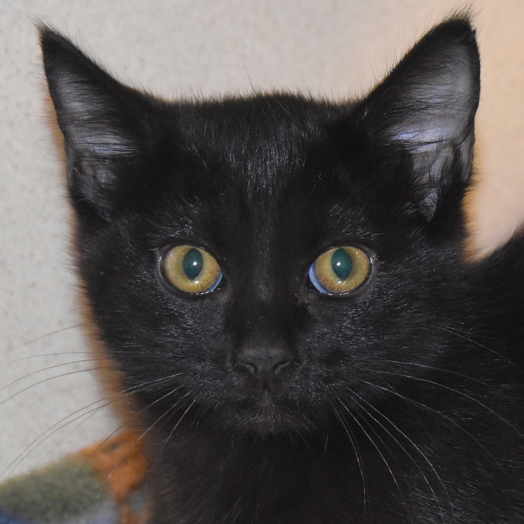 Timber (25-2N-2), an adoptable Domestic Short Hair in Rifle, CO, 81650 | Photo Image 3
