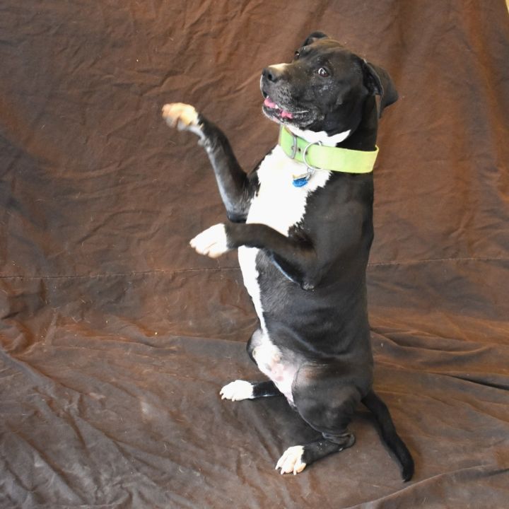 Lil bear (Busta Rhymes) 5