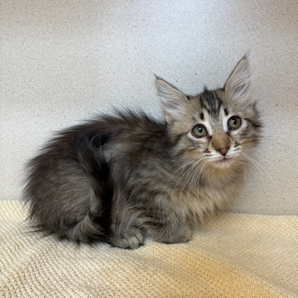 Chunky (25-1S-5), an adoptable Domestic Medium Hair in Rifle, CO, 81650 | Photo Image 3