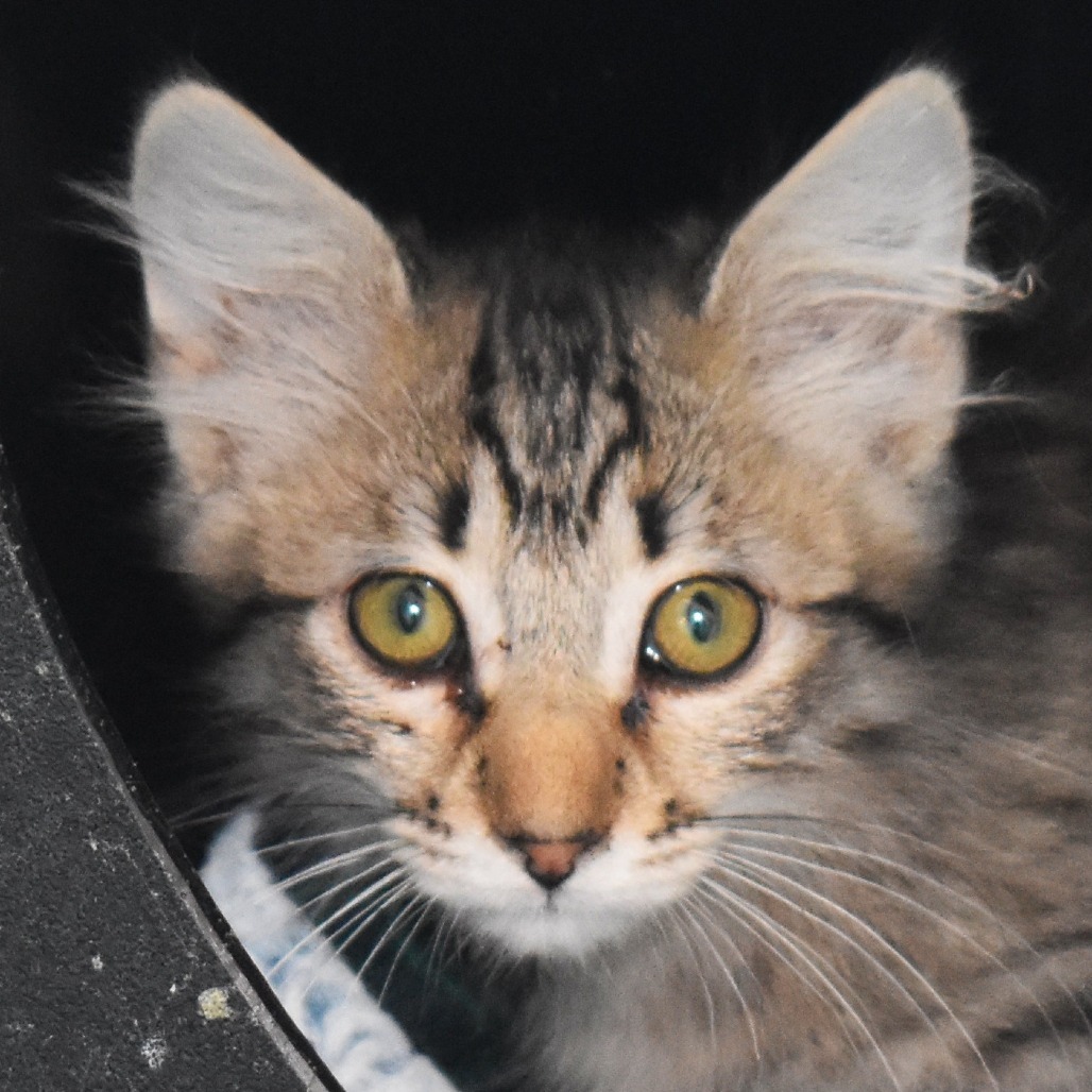 Chunky (25-1S-5), an adoptable Domestic Medium Hair in Rifle, CO, 81650 | Photo Image 4