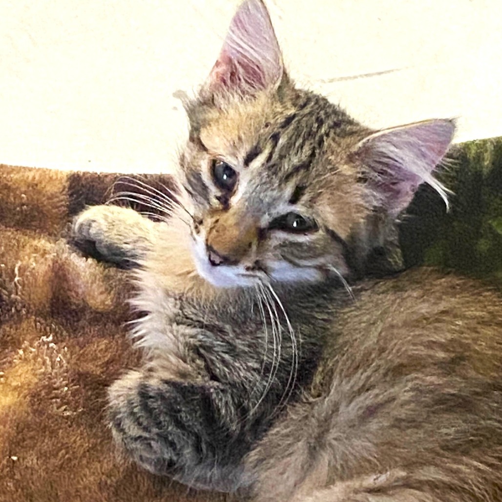 Chunky (25-1S-5), an adoptable Domestic Medium Hair in Rifle, CO, 81650 | Photo Image 5