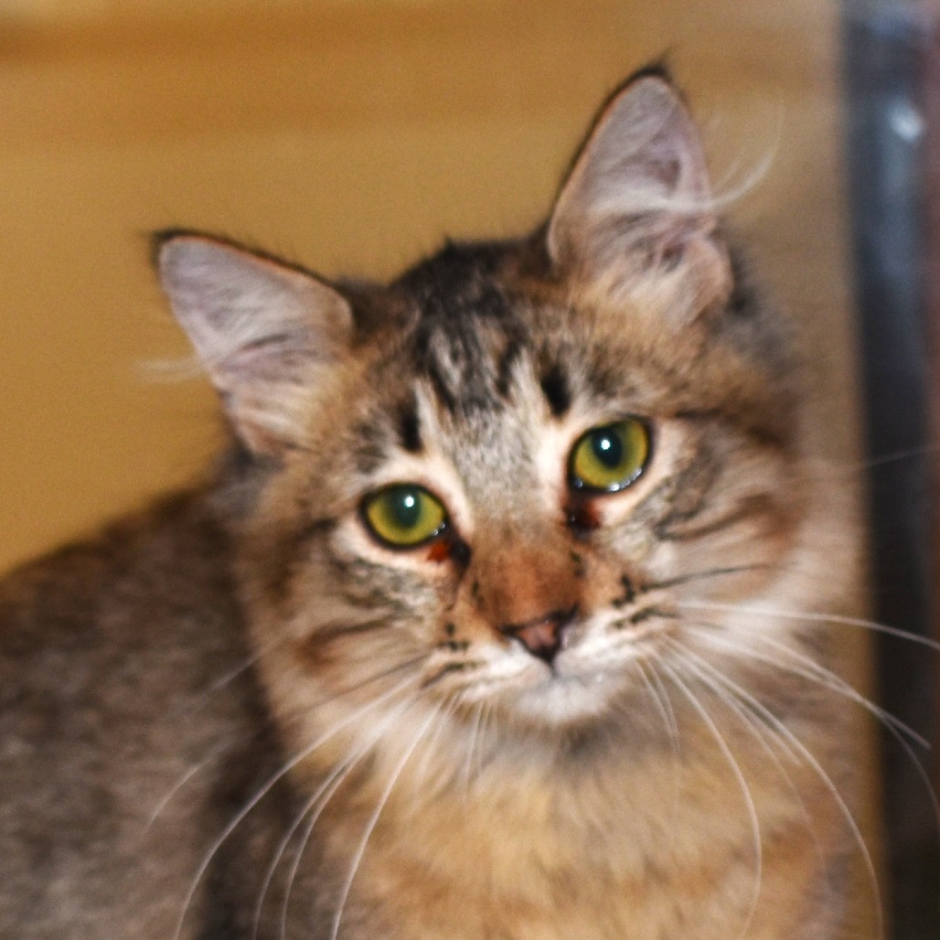 Chunky (25-1S-5), an adoptable Domestic Medium Hair in Rifle, CO, 81650 | Photo Image 6
