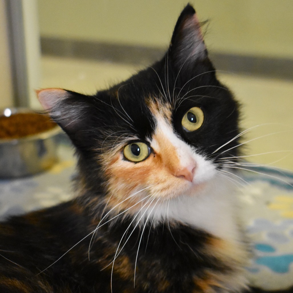Ipsy, an adoptable Domestic Medium Hair in Rifle, CO, 81650 | Photo Image 1