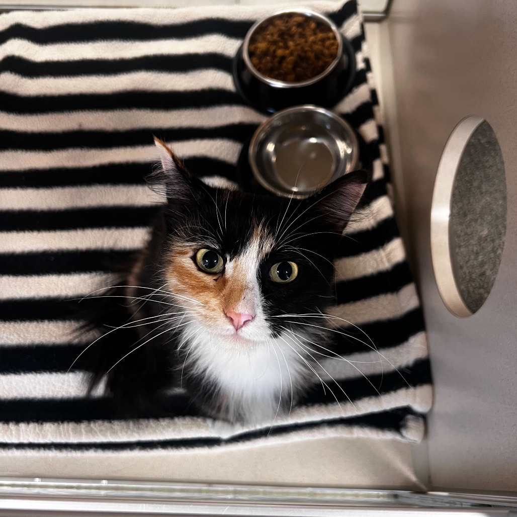 Ipsy, an adoptable Domestic Medium Hair in Rifle, CO, 81650 | Photo Image 2