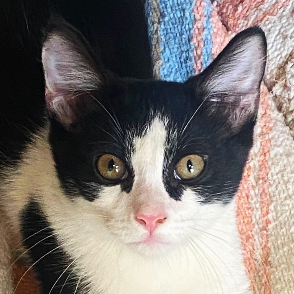Shiver (25-2N-1), an adoptable Domestic Short Hair in Rifle, CO, 81650 | Photo Image 1