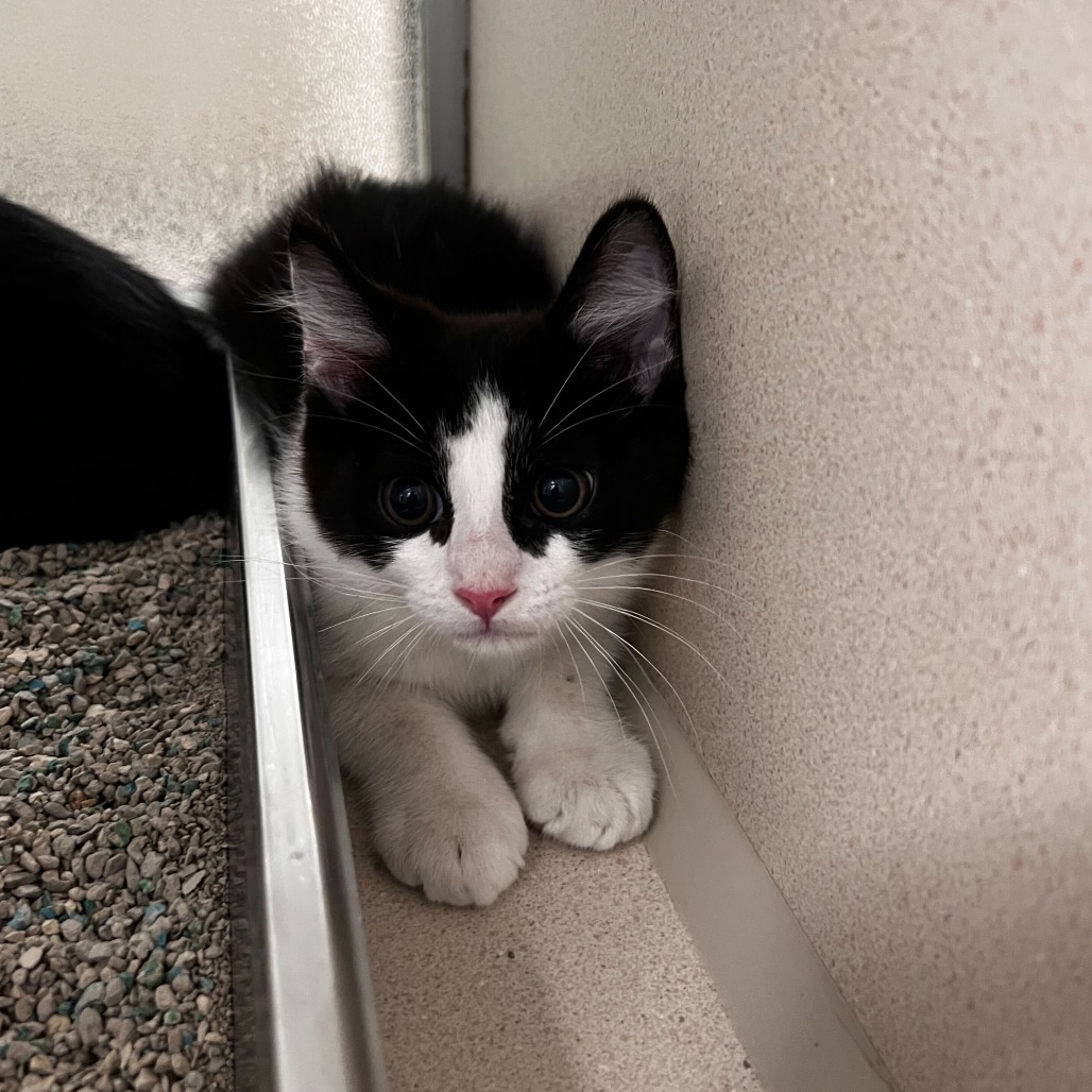 Shiver (25-2N-1), an adoptable Domestic Short Hair in Rifle, CO, 81650 | Photo Image 2