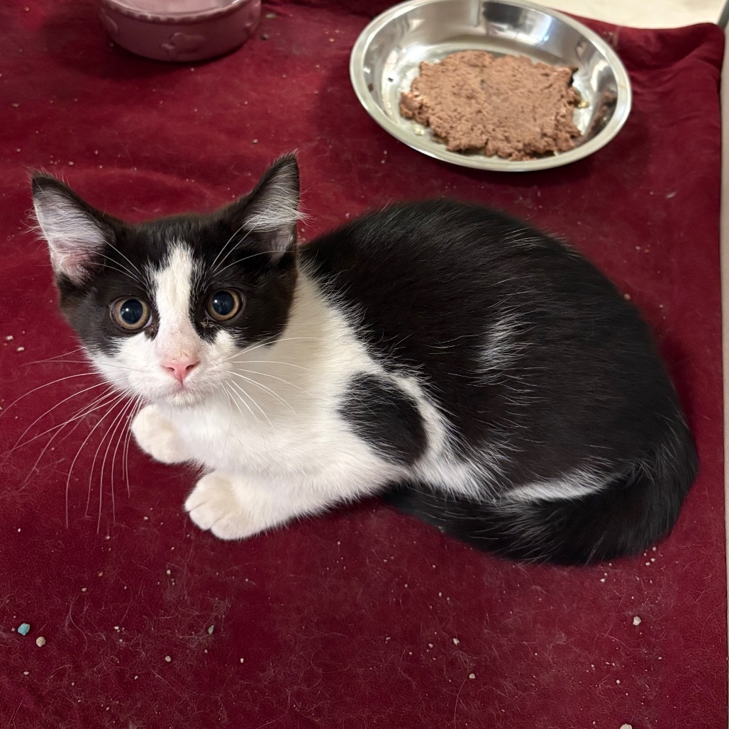 Shiver (25-2N-1), an adoptable Domestic Short Hair in Rifle, CO, 81650 | Photo Image 3