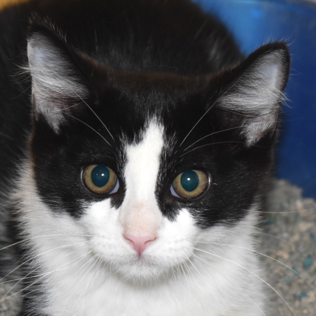 Shiver (25-2N-1), an adoptable Domestic Short Hair in Rifle, CO, 81650 | Photo Image 4