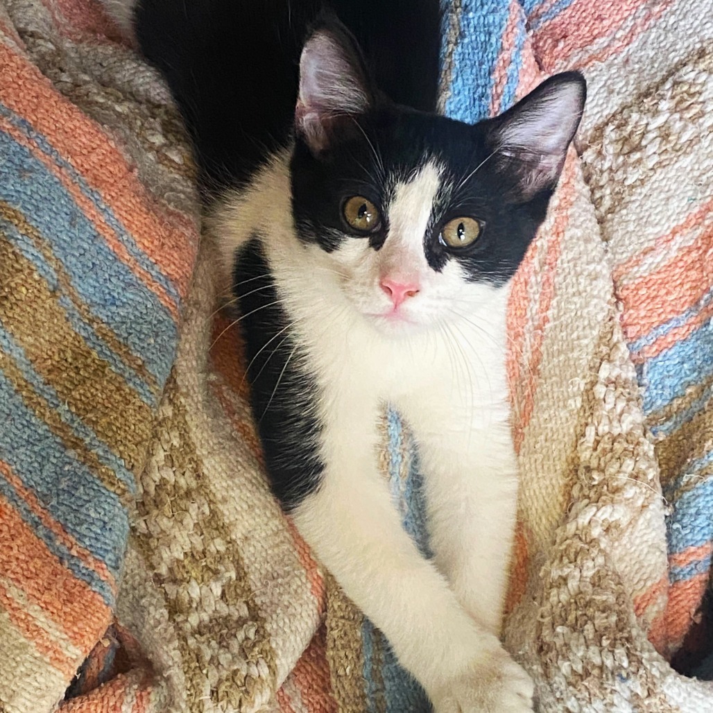 Shiver (25-2N-1), an adoptable Domestic Short Hair in Rifle, CO, 81650 | Photo Image 5