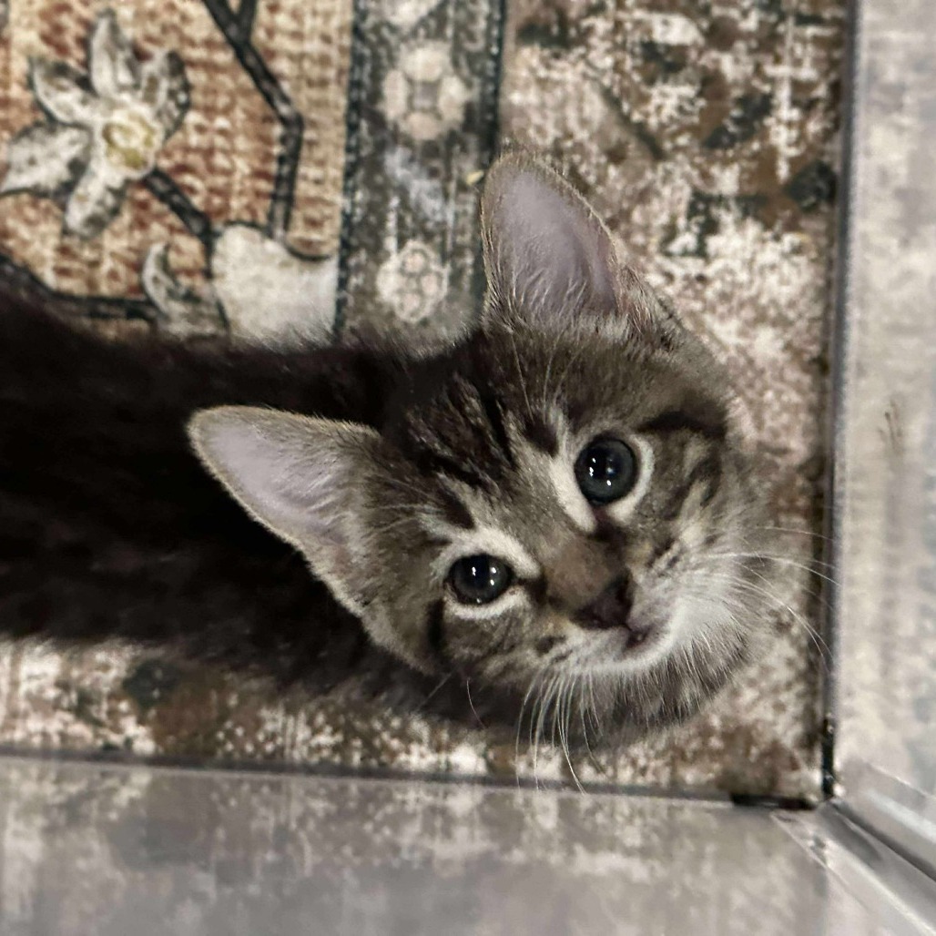 Zoe (paired with a sibling)