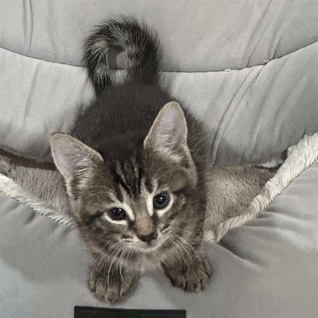 Zoe (paired with a sibling)