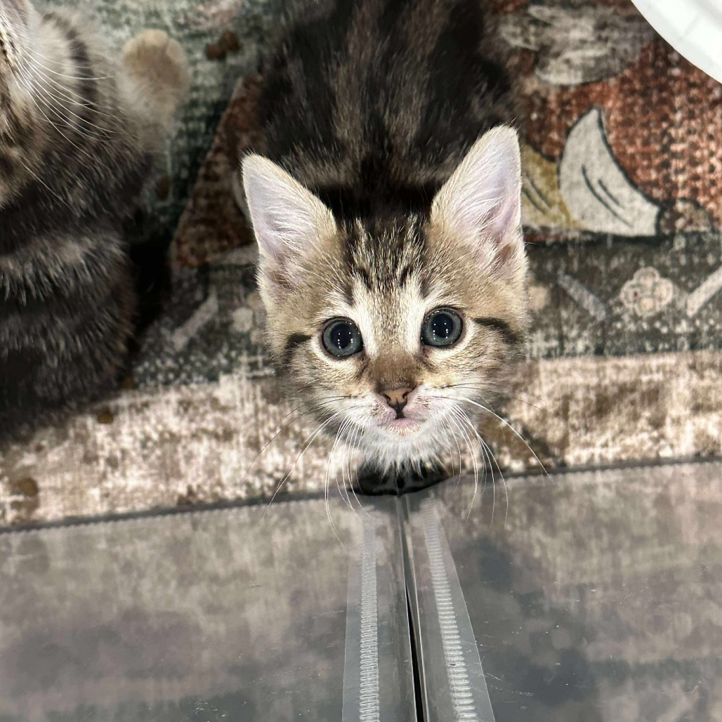 Inara (paired with Malcolm)