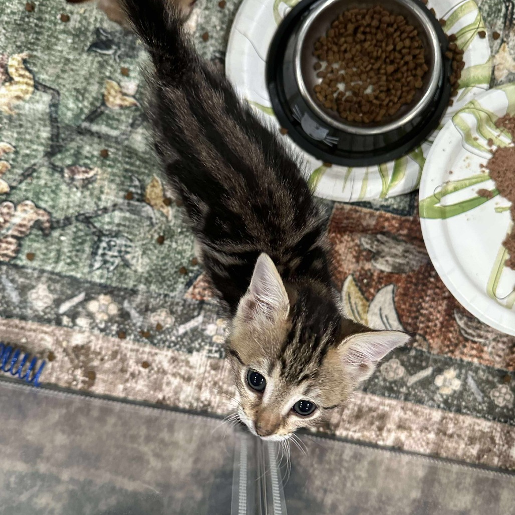 Inara (paired with Malcolm)