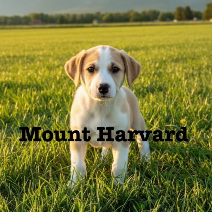 Mount Harvard 2