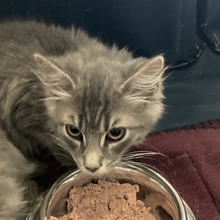 M&P: Parachute Pete 2