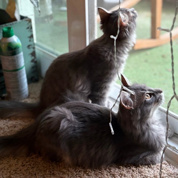 M&P: May Day Marvin 4