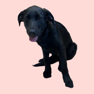TUSC-Stray-81935