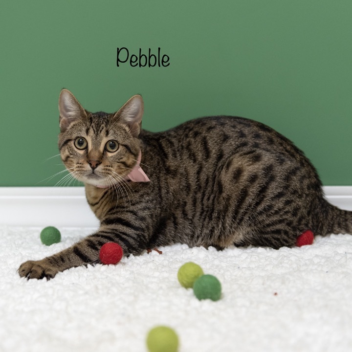 Pebble